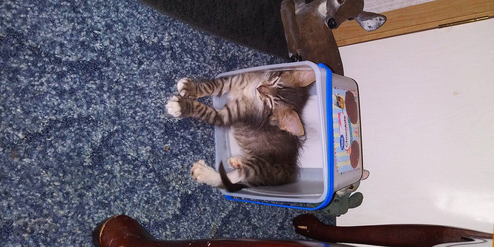 Bad Ass is registered to the contest to win money with this photo: asphalt, brown, canidae, carnivore, cat, claw, companion_dog, domestic_short_haired_cat, electric_blue, fawn, felidae, foot, fur, small_to_medium_sized_cats, sporting_group, tail, toy, vehicle, whiskers, wood