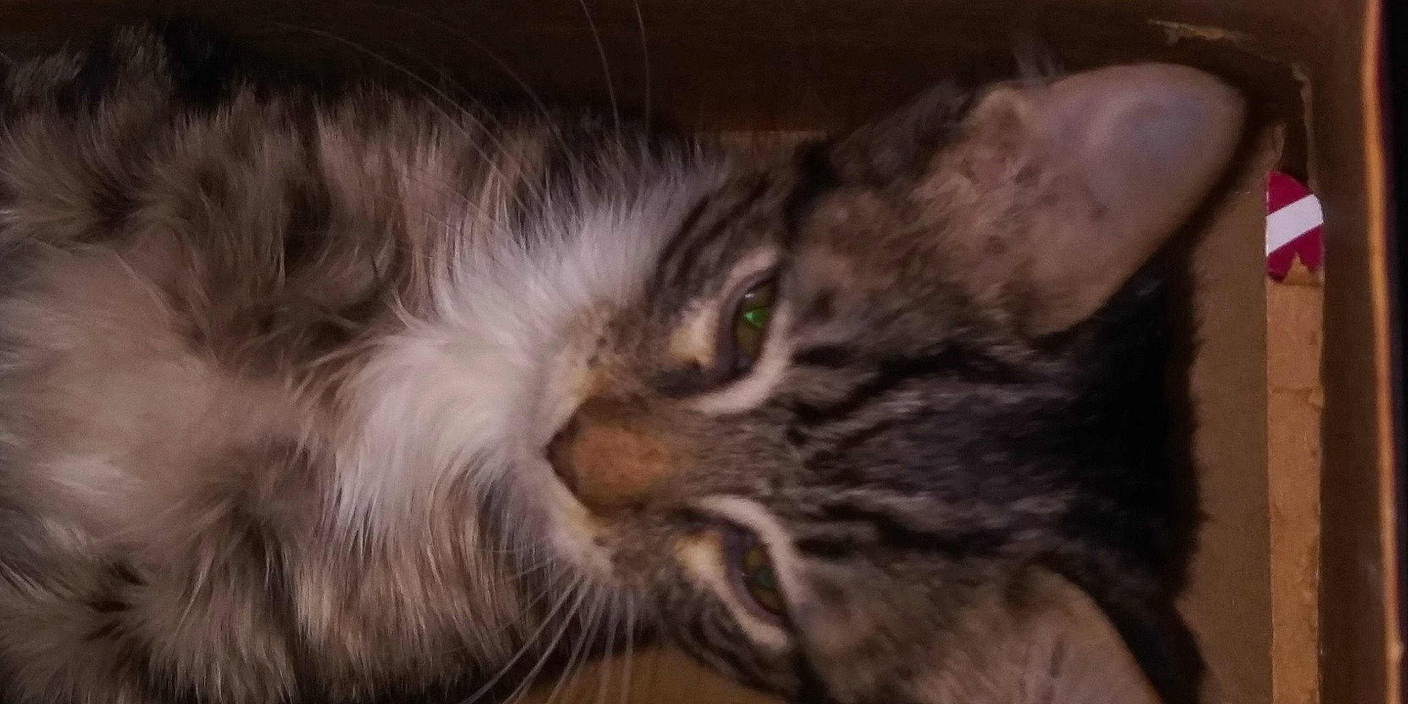 Bad Ass joined the competition — help win amazing prizes! carnivore, cat, comfort, darkness, domestic_short_haired_cat, ear, eye, felidae, fur, hair, head, maine_coon, small_to_medium_sized_cats, snout, terrestrial_animal, whiskers