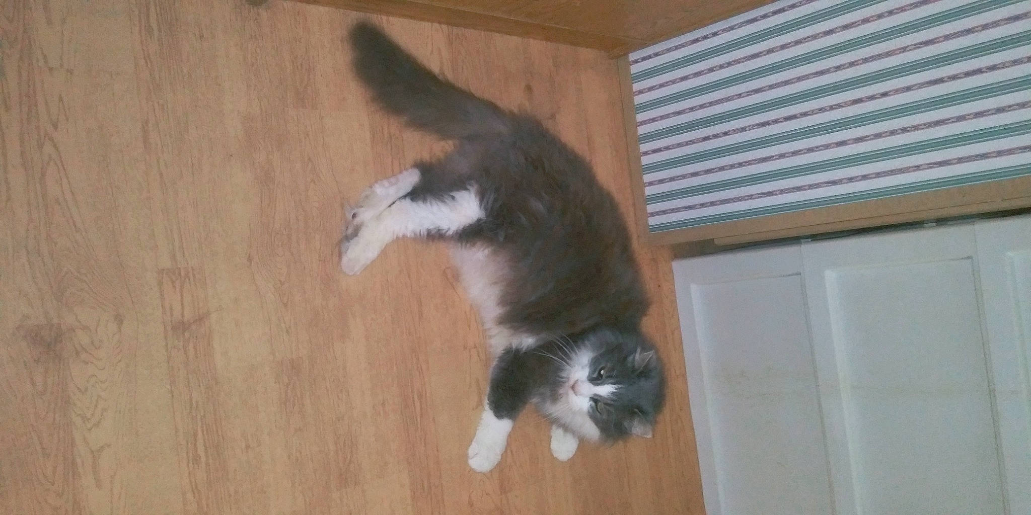 Buddy is registered to the contest to win money with this photo: carnivore, cat, companion_dog, dog_breed, domestic_short_haired_cat, felidae, floor, flooring, fur, hardwood, laminate_flooring, small_to_medium_sized_cats, snout, sporting_group, tail, whiskers, window_blind, wood, wood_flooring, wood_stain