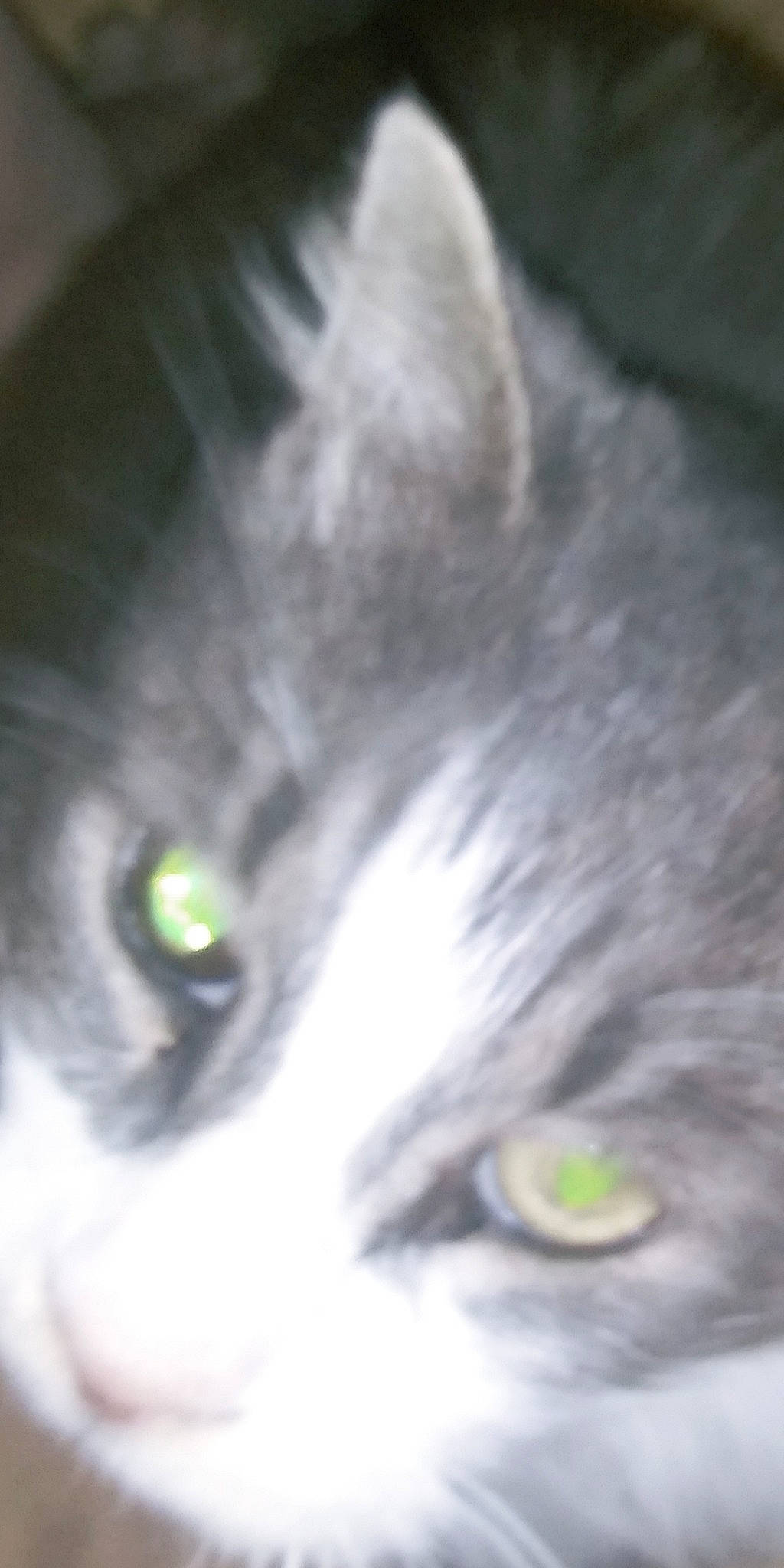 Buddy is registered to the contest to win money with this photo: carnivore, cat, close_up, darkness, dog_breed, domestic_short_haired_cat, felidae, fur, iris, macro_photography, small_to_medium_sized_cats, snout, terrestrial_animal, whiskers, wildlife