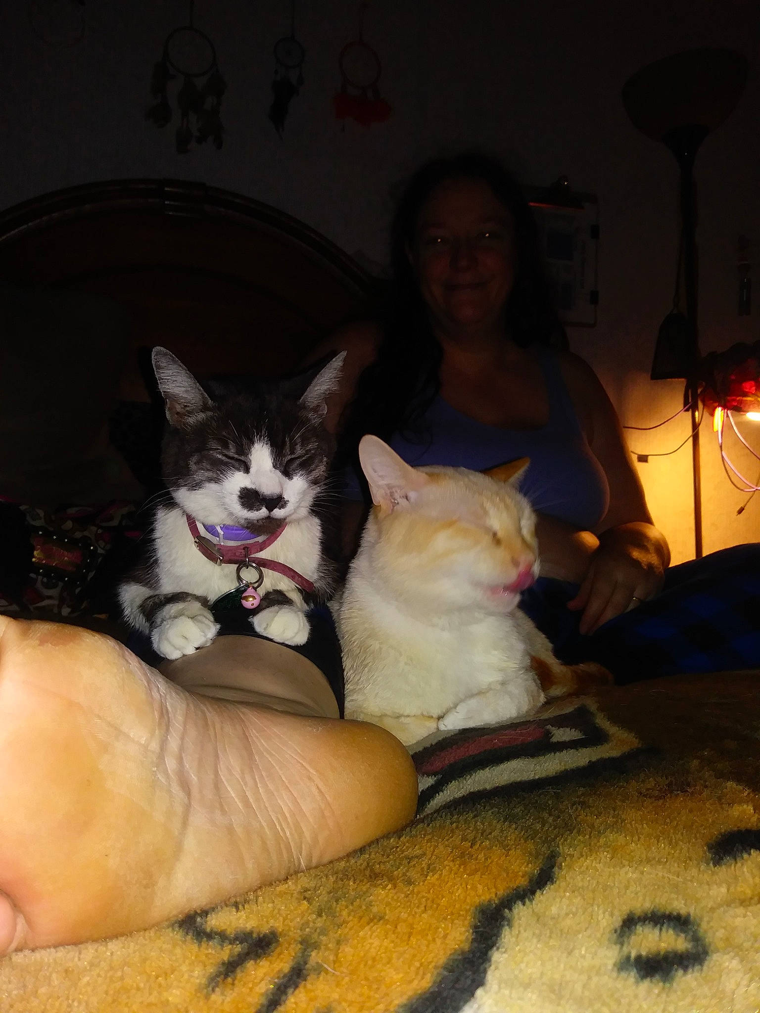 Lucky Lady is registered to the contest to win money with this photo: asian, canidae, carnivore, cat, ear, fawn, felidae, head, joy, kitten, leg, person, skin, small_to_medium_sized_cats, under_exposed, whiskers