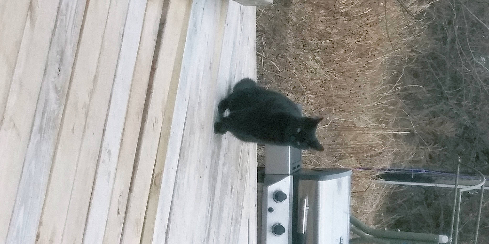 Sister is registered to the contest to win money with this photo: black_cat, bombay, carnivore, cat, domestic_short_haired_cat, felidae, fur, gas, hardwood, pet_supply, rodent, small_to_medium_sized_cats, snout, tail, terrestrial_animal, whiskers, wood