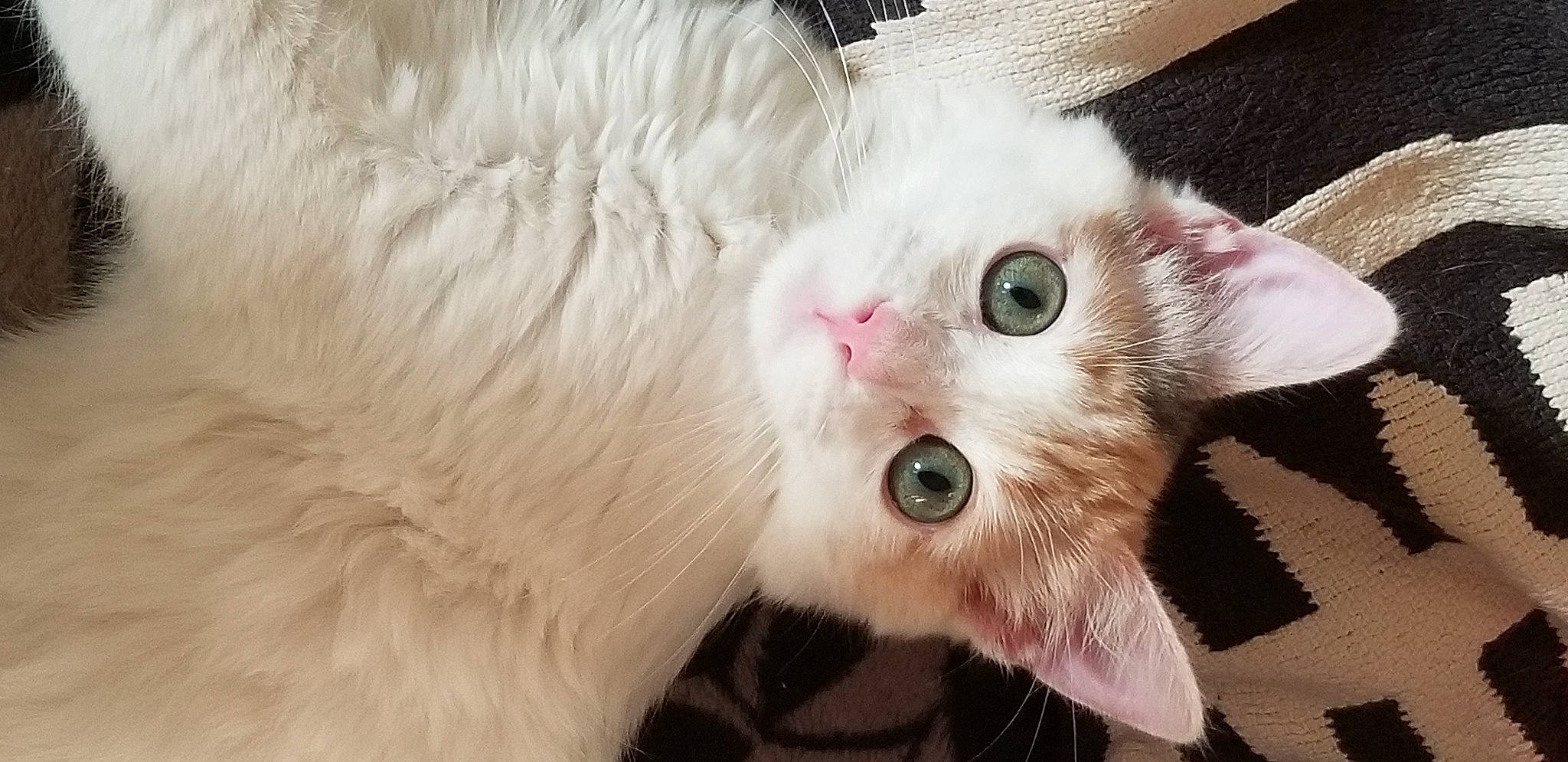 Félicia a rejoint le concours — aidez-le/la à gagner de superbes lots ! balinese, carnivore, cat, claw, domestic_short_haired_cat, felidae, fur, paw, small_to_medium_sized_cats, snout, tail, whiskers, window