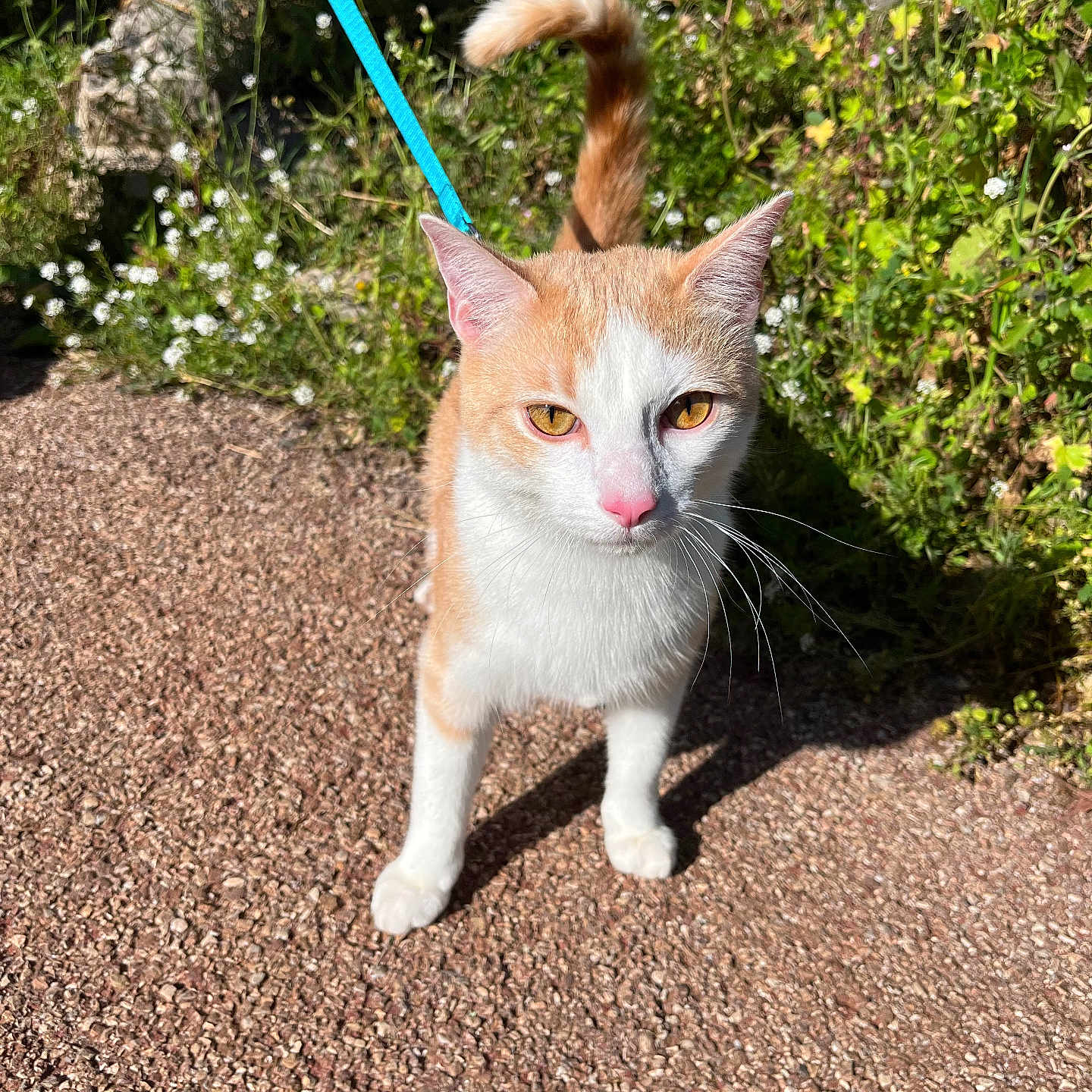 Ben a rejoint le concours — aidez-le/la à gagner de superbes lots ! abyssinian, accessories, animal, cat, grass, gravel, herbal, herbs, kitten, leash, manx, path, pet, plant, road, siamese, slate, soil, strap, tarmac
