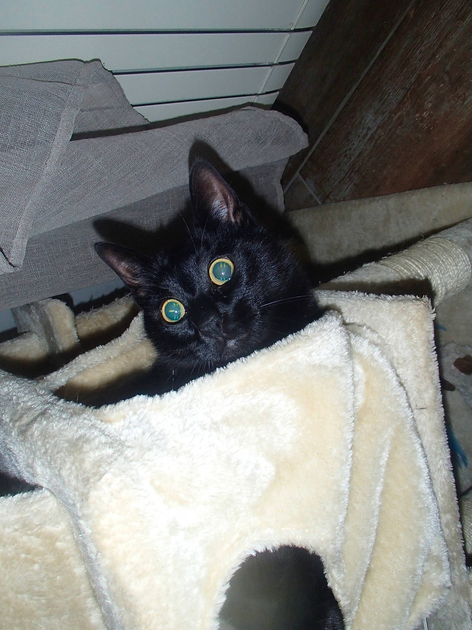 Moogly participe au concours pour gagner de l'argent avec cette photo : asian, black, black_cat, bombay, carnivore, cat, domestic_short_haired_cat, eye, felidae, german_rex, mammal, small_to_medium_sized_cats, tail, whiskers