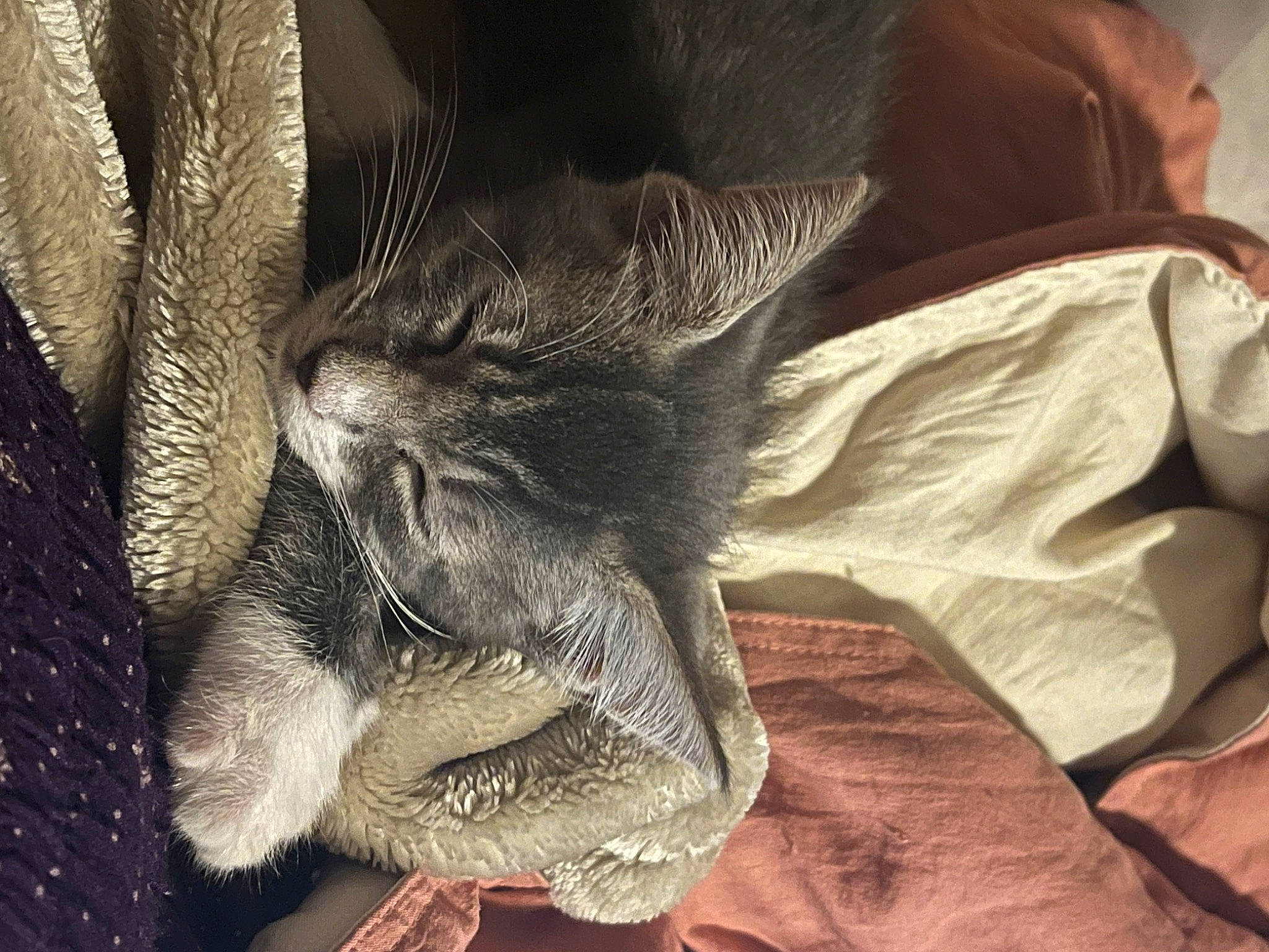 Haze joined the competition — help win amazing prizes! cat, claw, comfort, domestic_short_haired_cat, felidae, foot, fur, gesture, human_leg, nail, nap, paw, sitting, sleep, small_to_medium_sized_cats, snout, tail, terrestrial_animal, whiskers, wrinkle