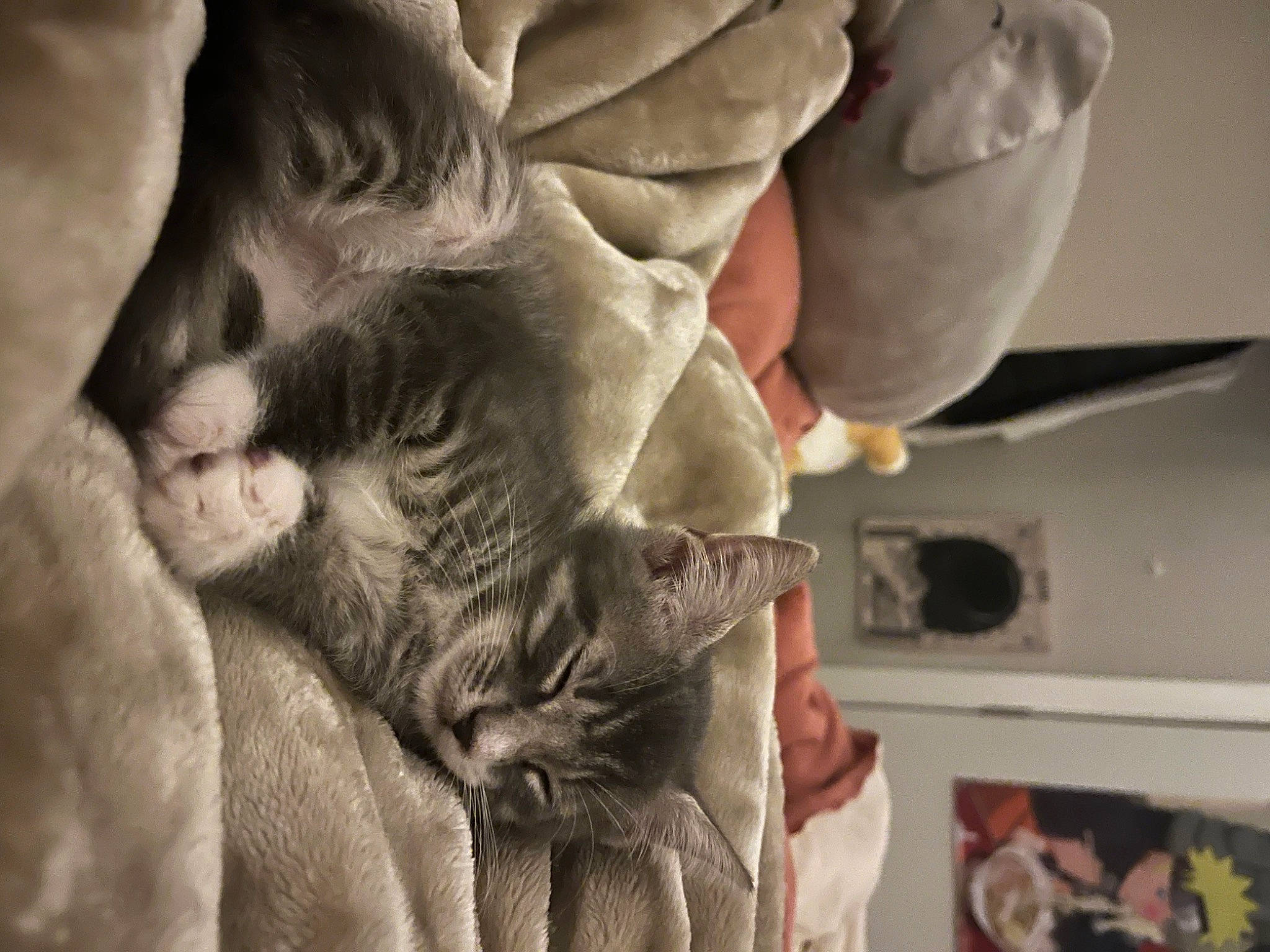 Haze is registered to the contest to win money with this photo: beard, carnivore, cat, child, claw, comfort, domestic_short_haired_cat, fawn, felidae, fur, gesture, human_leg, jaw, nail, paw, small_to_medium_sized_cats, snout, tail, whiskers, wrinkle