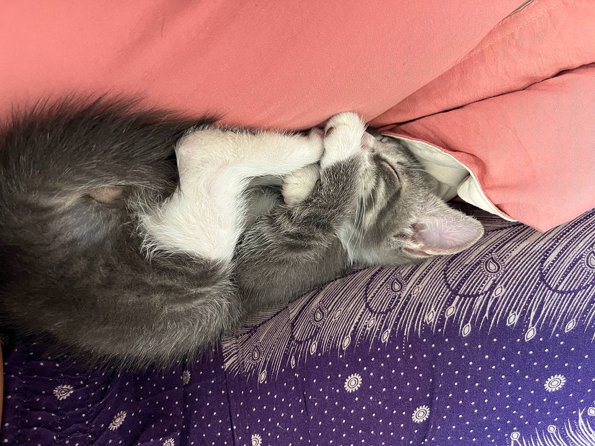 Haze joined the competition — help win amazing prizes! canidae, carnivore, cat, claw, comfort, domestic_short_haired_cat, felidae, fur, linens, nap, pattern, paw, small_to_medium_sized_cats, tail, whiskers