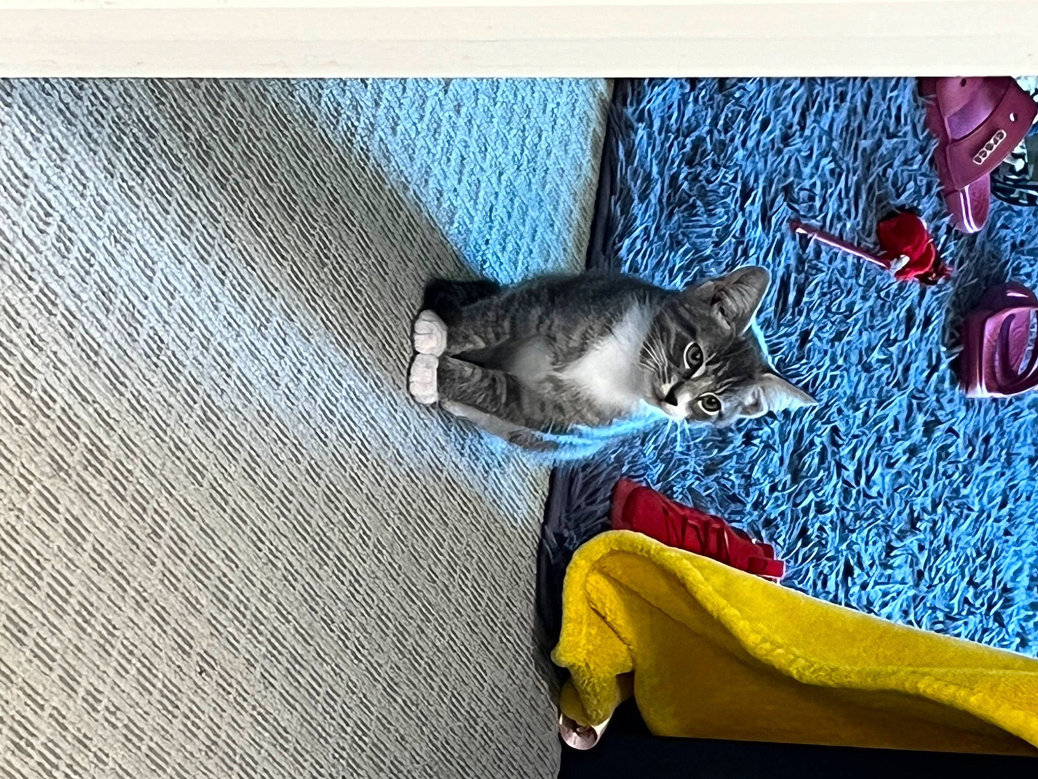 Haze is registered to the contest to win money with this photo: art, carmine, carnivore, cat, comfort, companion_dog, denim, dog_breed, domestic_short_haired_cat, electric_blue, felidae, flooring, fur, grey, linens, nap, pattern, small_to_medium_sized_cats, tail, whiskers