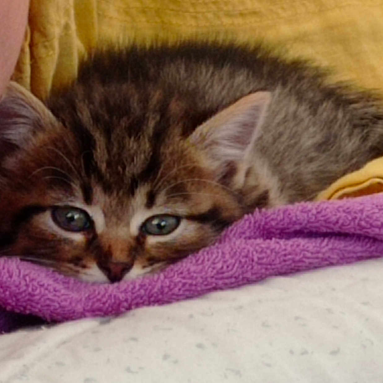 Nala participe au concours pour gagner de l'argent avec cette photo : abyssinian, animal, blanket, cat, face, head, kitten, manx, person, pet, siamese