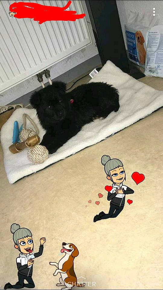 Nayla participe au concours pour gagner de l'argent avec cette photo : carnivoran, cat, dog, dog_like_mammal, floor, flooring, headwear, mammal, person, play, product, small_to_medium_sized_cats, vertebrate