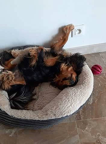 O'Malley participe au concours pour gagner de l'argent avec cette photo : australian_silky_terrier, canidae, carnivore, companion_dog, dog, dog_breed, nap, puppy, setter, sporting_group, terrier, yorkshire_terrier