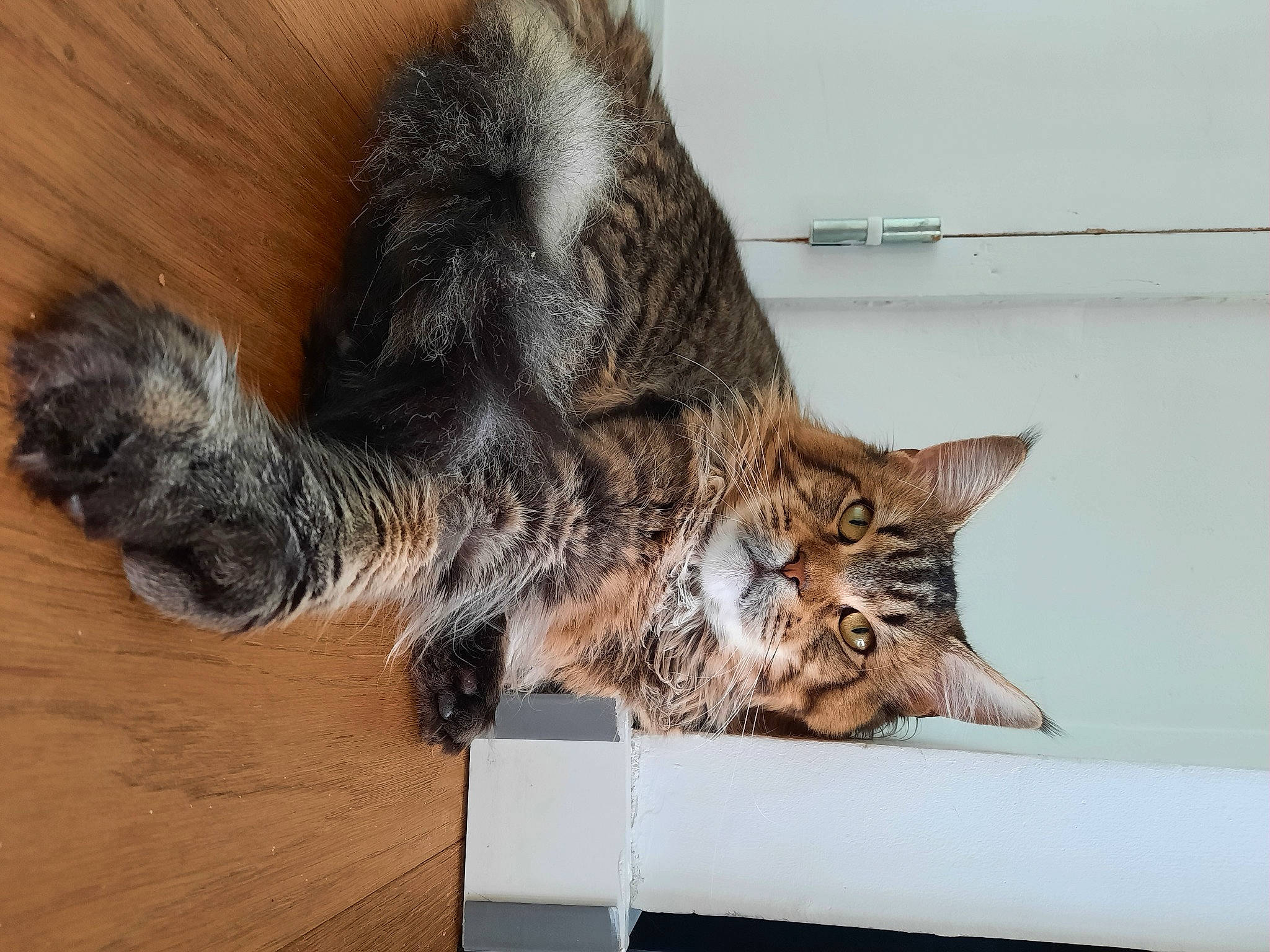 Thanos participe au concours pour gagner de l'argent avec cette photo : box, carnivore, cat, claw, comfort, domestic_short_haired_cat, felidae, fur, hardwood, paw, plant, small_to_medium_sized_cats, snout, tail, terrestrial_animal, whiskers, wood