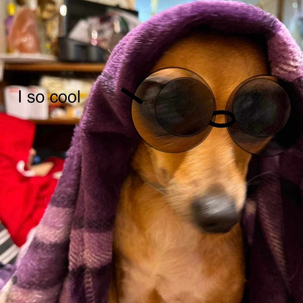 Rocksy Niches joined the competition — help win amazing prizes! accessories, adult, animal, blanket, canine, cape, clothing, dog, glasses, hood, hound, male, man, person, pet, puppy, quilt, snout, sunglasses, towel