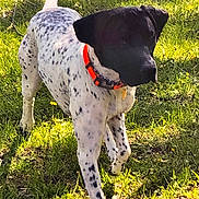 Spot is registered to the contest to win money with this photo: dog, grass, outdoor, sunlight, collar, black_head, spotted, animal, nature, yellow_flowers, spring, walking, pet, canine, greenery, daylight, field, muzzle, fur, tail