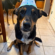 Rylee joined the competition — help win amazing prizes! dog, party_hat, indoor, tile_floor, black_and_brown_dog, sitting, pet, animal, curious, closeup, two_dogs, background, canine, house, furniture, domestic, companion, celebration, hat, cute
