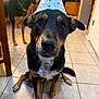 dog, party_hat, indoor, tile_floor, black_and_brown_dog, sitting, pet, animal, curious, closeup, two_dogs, background, canine, house, furniture, domestic, companion, celebration, hat, cute