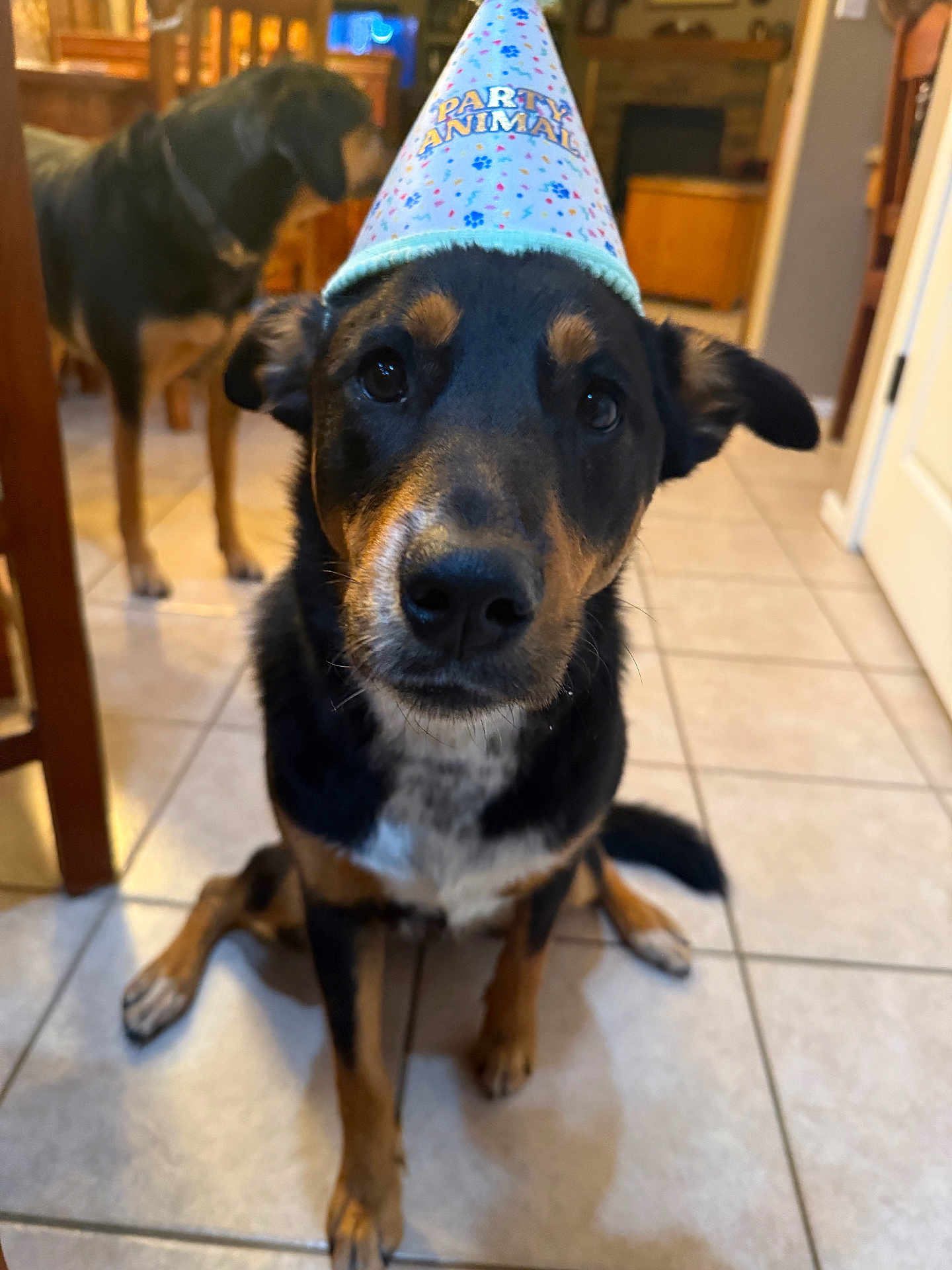 Rylee joined the competition — help win amazing prizes! dog, party_hat, indoor, tile_floor, black_and_brown_dog, sitting, pet, animal, curious, closeup, two_dogs, background, canine, house, furniture, domestic, companion, celebration, hat, cute