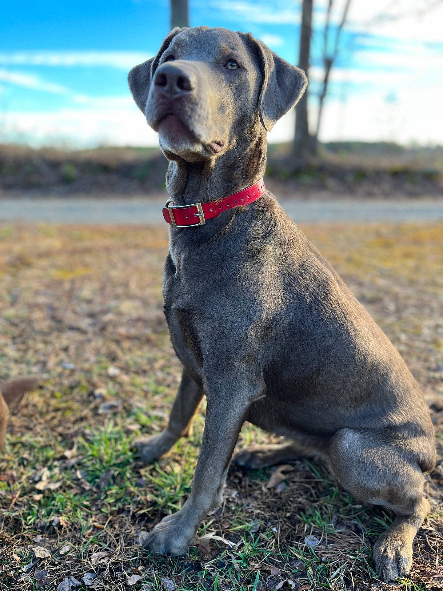 Scarlett joined the competition — help win amazing prizes! accessories, animal, bodypart, bulldog, canine, collar, dog, grass, greatdane, hound, labradorretriever, leash, pet, pitbull, plant, pointer, puppy, snout, strap, whitedog