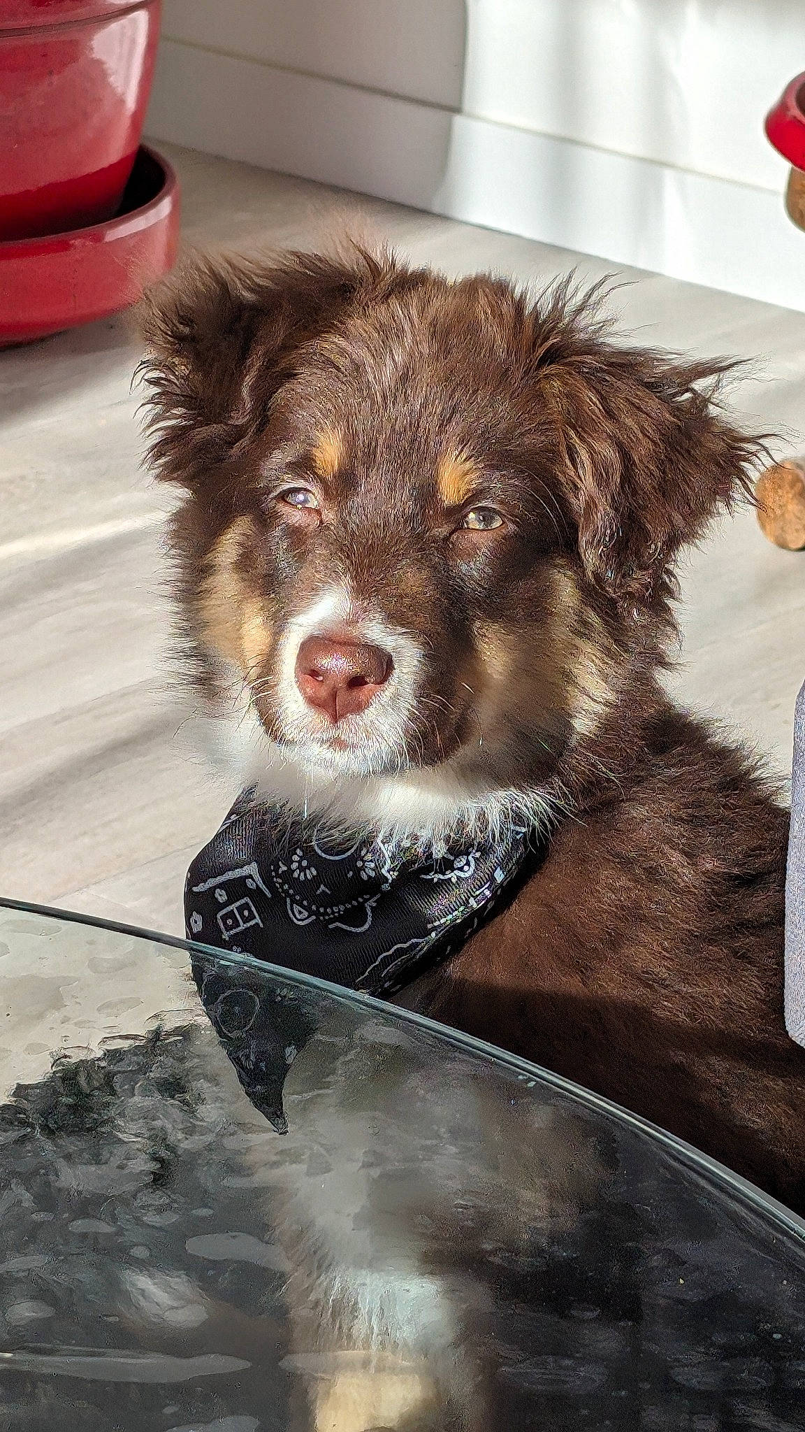 Utah participe au concours pour gagner de l'argent avec cette photo : art, ball, canidae, carnivore, companion_dog, dog, dog_breed, dog_supply, fang, fur, herding_dog, liver, paw, puppy, snout, sporting_group, tableware, whiskers, working_animal, working_dog