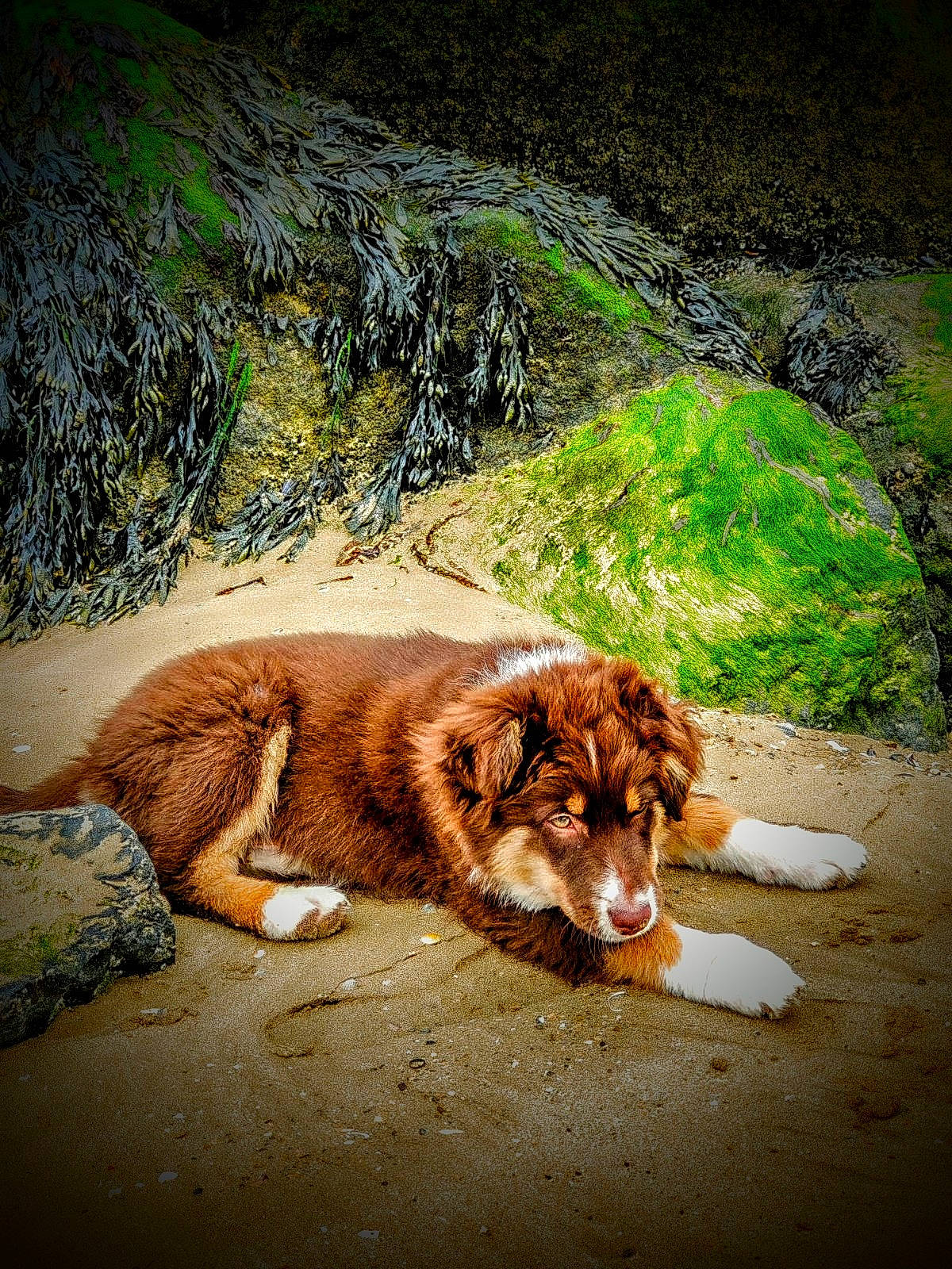 Utah a rejoint le concours — aidez-le/la à gagner de superbes lots ! art, canidae, carnivore, companion_dog, dog, dog_breed, fawn, felidae, fur, grass, landscape, natural_landscape, rock, snout, sporting_group, tail, terrestrial_animal, tints_and_shades, wood, working_animal