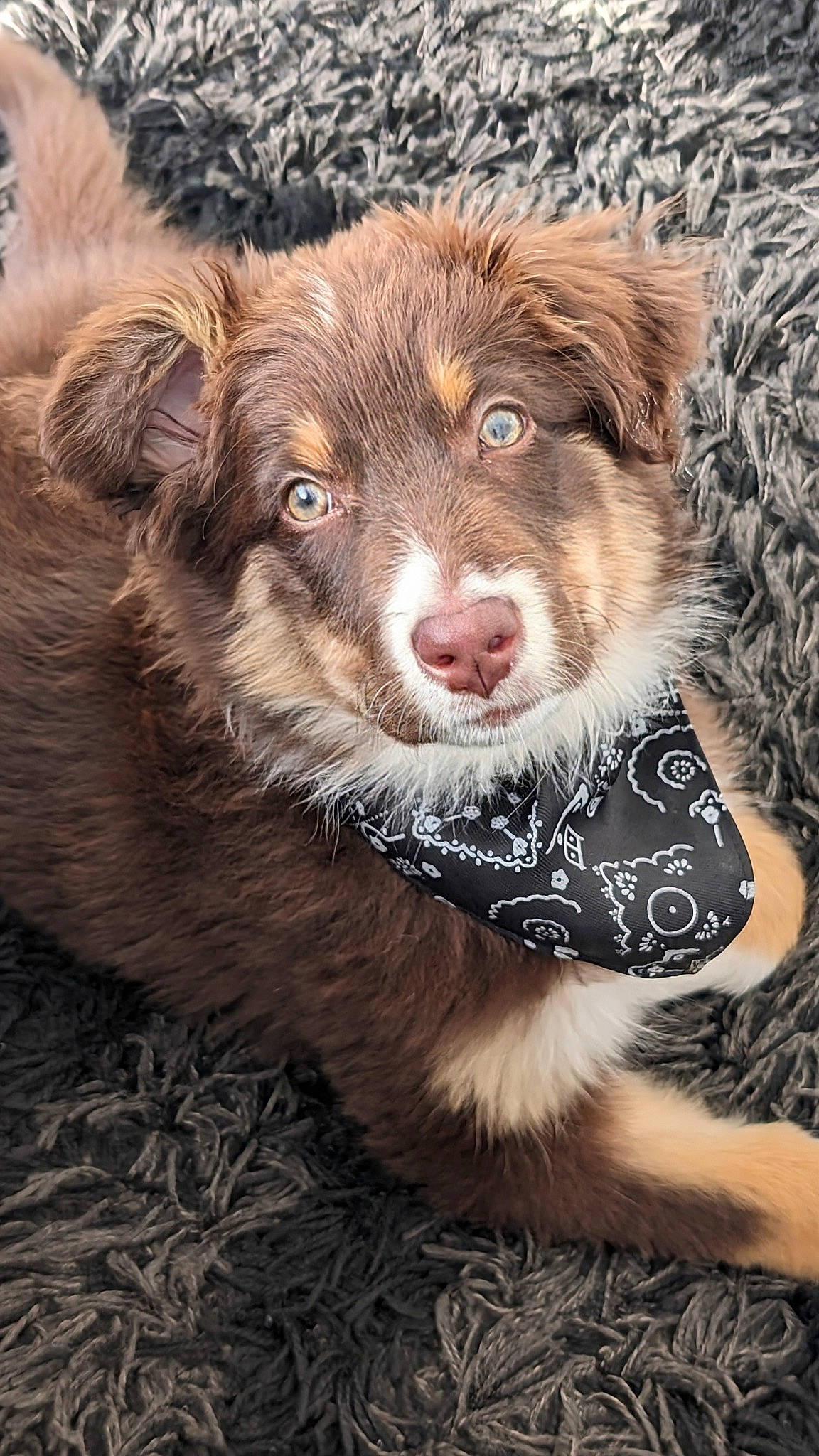 Utah a rejoint le concours — aidez-le/la à gagner de superbes lots ! canidae, carnivore, companion_dog, dog, dog_breed, fur, liver, snout, terrestrial_animal, whiskers, working_animal