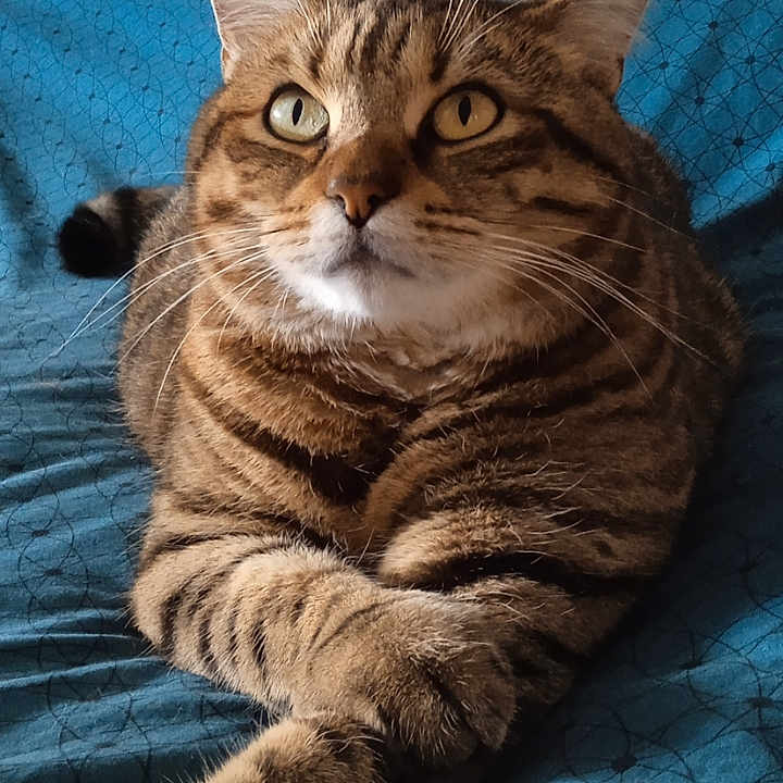 Otis participe au concours pour gagner de l'argent avec cette photo : animal, bed, blue_bedspread, cat, close_up, cute, domestic_cat, ears, feline, fur, indoor, looking_up, paws, pet, portrait, relaxed, resting, striped, tabby_cat, whiskers