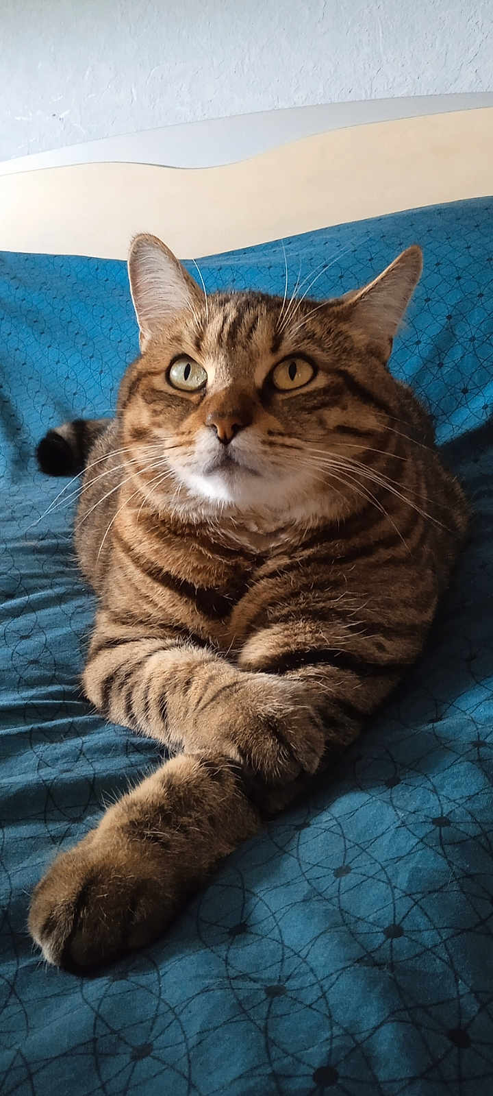 Otis participe au concours pour gagner de l'argent avec cette photo : tabby_cat, cat, pet, feline, animal, resting, bed, blue_bedspread, striped, whiskers, ears, paws, close_up, indoor, fur, cute, domestic_cat, relaxed, portrait, looking_up