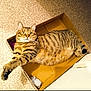 cat, tabby_cat, cardboard_box, indoor, pet, feline, striped, relaxed, cute, toy_mouse, floor, paw, whiskers, ears, fur, domestic_animal, mammal, resting, stretching, animal