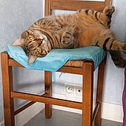 Otis a rejoint le concours — aidez-le/la à gagner de superbes lots ! cat, tabby, chair, wooden_chair, blue_cloth, indoor, floor, wall, relaxed, pet, feline, striped, cute, domestic_animal, resting, cozy, fur, whiskers, animal, home