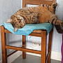 cat, tabby, chair, wooden_chair, blue_cloth, indoor, floor, wall, relaxed, pet, feline, striped, cute, domestic_animal, resting, cozy, fur, whiskers, animal, home