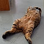 Otis a rejoint le concours — aidez-le/la à gagner de superbes lots ! cat, tabby, lying_down, relaxed, indoor, floor, feline, pet, striped, fluffy, whiskers, paws, sleeping, domestic_animal, cozy, cute, resting, animal, fur, content