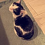 Soup joined the competition — help win amazing prizes! cat, black_and_white, sitting, indoor, rug, floor, curious, pet, feline, looking_up, whiskers, ears, domestic_animal, home, tile_floor, cozy, fur, animal, cute, companion