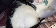 Soup joined the competition — help win amazing prizes! cat, black_and_white, pet, animal, feline, green_eyes, collar, indoor, resting, blanket, cozy, fur, cute, sleepy, domestic_animal, whiskers, ears, soft, relaxed, bed