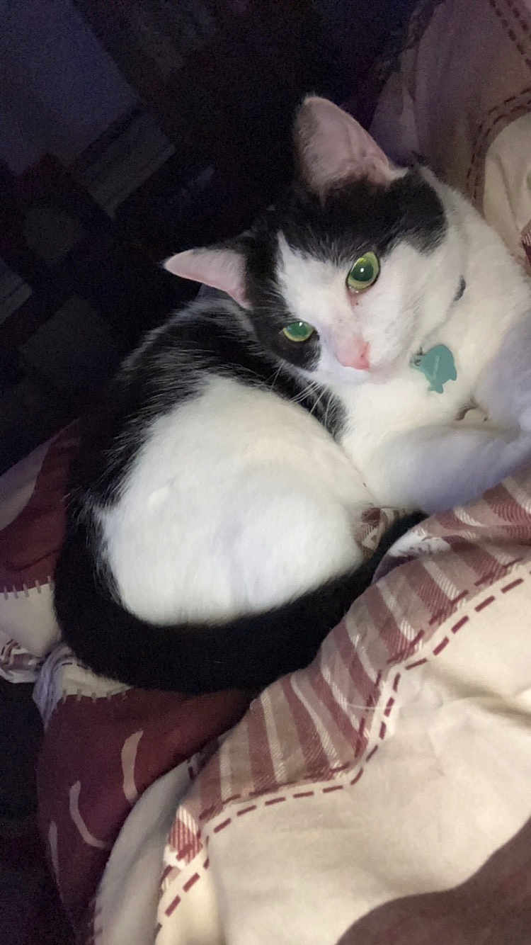 Soup joined the competition — help win amazing prizes! cat, black_and_white, pet, animal, feline, green_eyes, collar, indoor, resting, blanket, cozy, fur, cute, sleepy, domestic_animal, whiskers, ears, soft, relaxed, bed