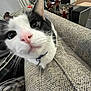 cat, close_up, black_and_white, curious, nose, couch, indoor, pet, feline, whiskers, collar, texture, decor, figurines, plant, blurred_background, funny, wide_angle, close_range, home