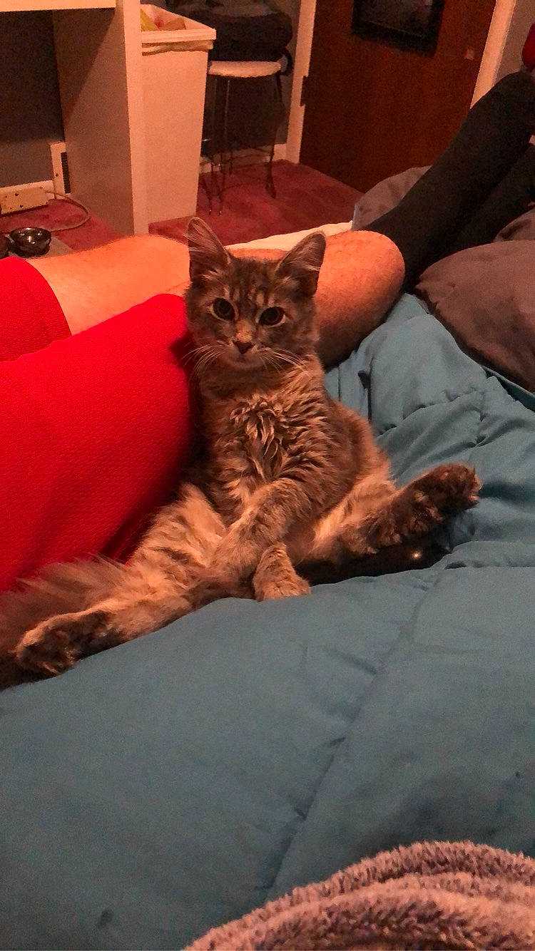 Tink is registered to the contest to win money with this photo: carnivore, cat, comfort, couch, domestic_short_haired_cat, fawn, felidae, flooring, furniture, gesture, hand, hardwood, human_leg, lap, linens, room, small_to_medium_sized_cats, thigh, whiskers, wood