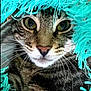 Simon joined the competition — help win amazing prizes! cat, tabby, close_up, face, whiskers, fur, green_eyes, curious, pet, animal, indoor, cozy, turquoise, fringe, texture, portrait, cute, mammal, feline, looking