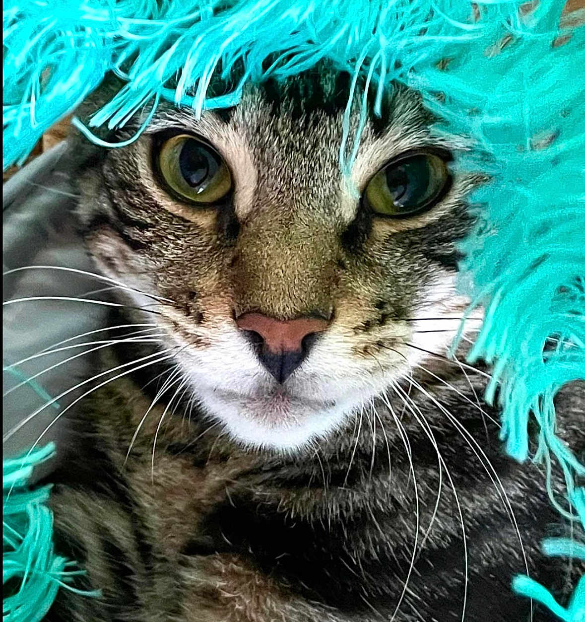 Simon