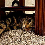 Simon is registered to the contest to win money with this photo: cat, tabby, carpet, wooden_chair, feline, pet, indoor, resting, curious, closeup, texture, whiskers, eyes, fur, animal, cozy, relaxed, home, floor, shadow