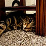 cat, tabby, carpet, wooden_chair, feline, pet, indoor, resting, curious, closeup, texture, whiskers, eyes, fur, animal, cozy, relaxed, home, floor, shadow