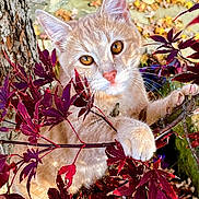 Sunny is registered to the contest to win money with this photo: cat, orange_tabby, animal, tree, branch, red_leaves, autumn, nature, outdoor, curious, close_up, pet, whiskers, ears, paws, fall_leaves, feline, leafy_background, daylight, wildlife