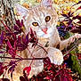 cat, orange_tabby, animal, tree, branch, red_leaves, autumn, nature, outdoor, curious, close_up, pet, whiskers, ears, paws, fall_leaves, feline, leafy_background, daylight, wildlife