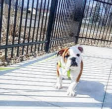 Murphy is registered to the contest to win money with this photo: american_bulldog, australian_bulldog, boxer, bulldog, canidae, carnivore, companion_dog, dog, dog_breed, fawn, mammal, non_sporting_group, puppy, sporting_group, valley_bulldog