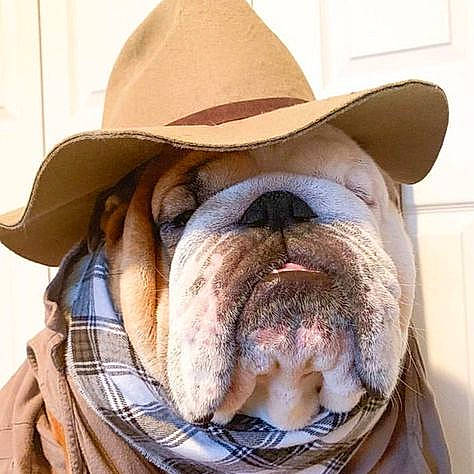Murphy is registered to the contest to win money with this photo: british_bulldogs, bulldog, canidae, carnivore, companion_dog, cowboy_hat, dog, dog_breed, fashion_accessory, fawn, french_bulldog, hat, headgear, mammal, moustache, non_sporting_group, old_english_bulldog, olde_english_bulldogge, snout, wrinkle