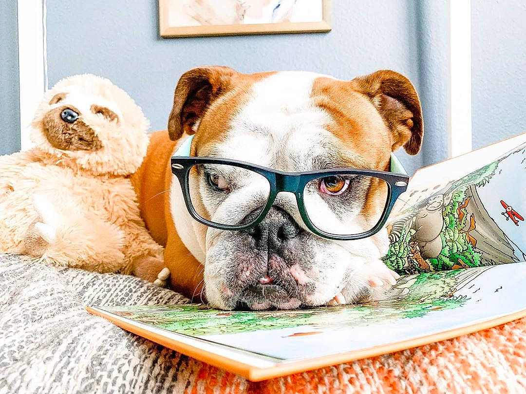 Mabel joined the competition — help win amazing prizes! bulldog, canidae, carnivore, companion_dog, dog, dog_breed, eyewear, fawn, glasses, illustration, non_sporting_group, puppy, puppy_love, snout, sporting_group