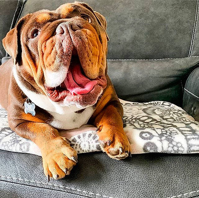 Millie joined the competition — help win amazing prizes! australian_bulldog, british_bulldogs, bulldog, canidae, carnivore, companion_dog, dog, dog_breed, dogue_de_bordeaux, mammal, molosser, non_sporting_group, old_english_bulldog, olde_english_bulldogge, puppy, renascence_bulldogge, snout, toy_bulldog, white_english_bulldog, wrinkle