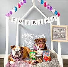 Millie is registered to the contest to win money with this photo: bulldog, canidae, carnivore, companion_dog, dog, fawn, non_sporting_group, pit_bull, room