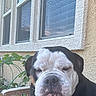 Duncan joined the competition — help win amazing prizes! dog, bulldog, pet, animal, portrait, close_up, wrinkles, black_and_white, brown, sitting, outdoor, house, window, stucco, garden, plants, chair, face, sleepy, funny
