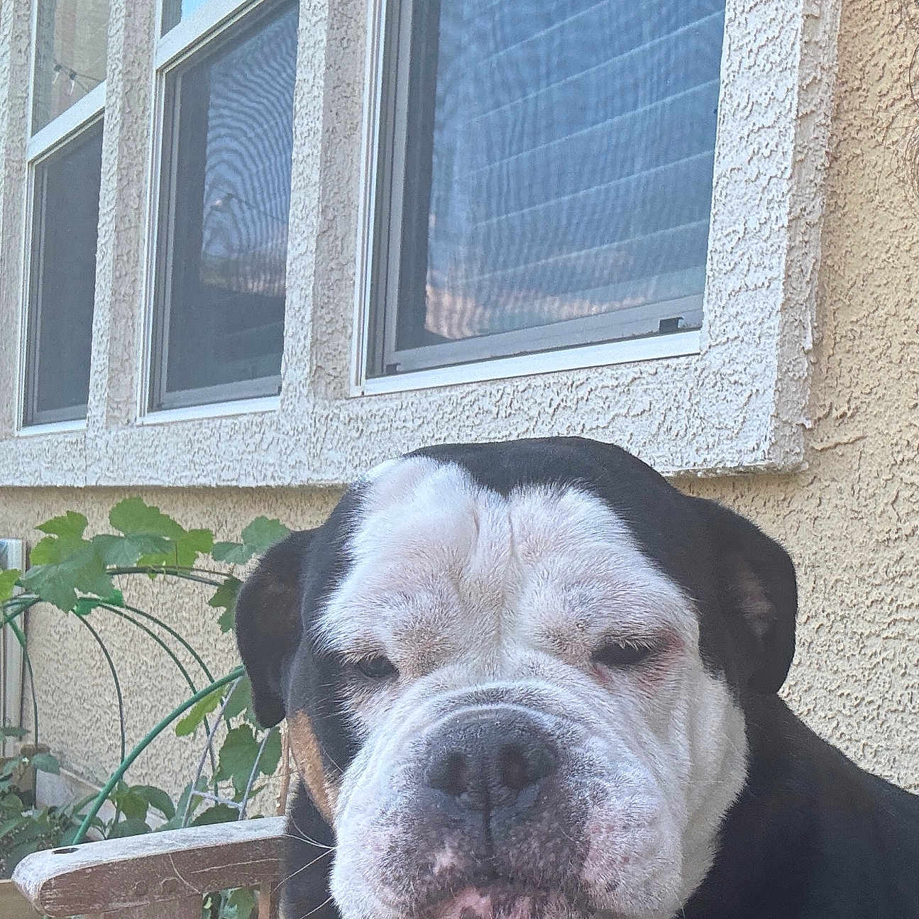 Duncan joined the competition — help win amazing prizes! dog, bulldog, pet, animal, portrait, close_up, wrinkles, black_and_white, brown, sitting, outdoor, house, window, stucco, garden, plants, chair, face, sleepy, funny